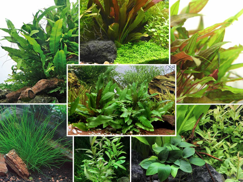 Preview: Aquarienpflanzen Wundertüte